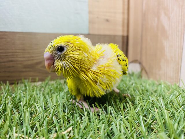 セキセイインコ