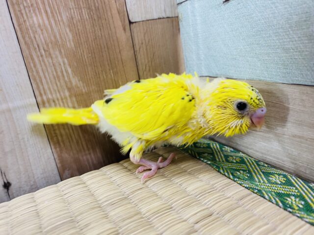 セキセイインコ