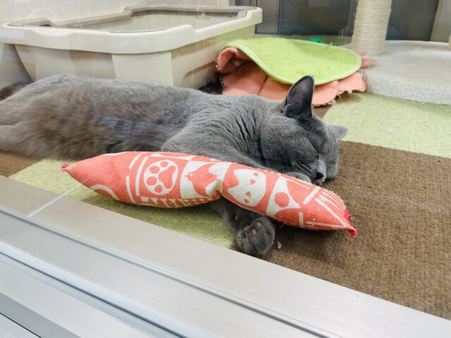 シャルトリュー