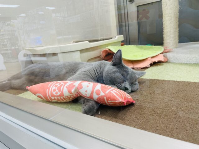 シャルトリュー