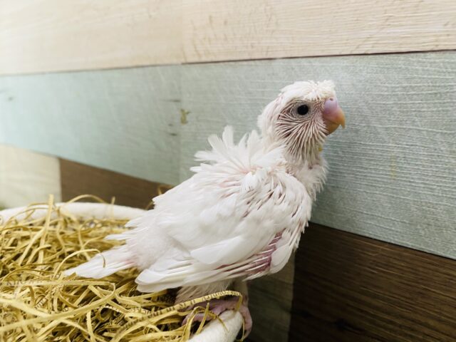 羽衣セキセイインコ