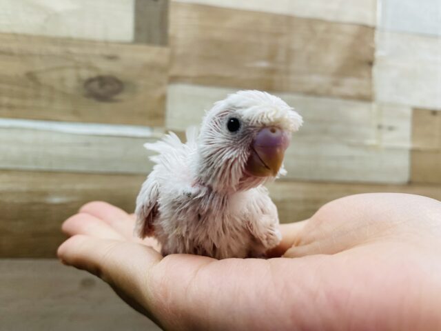 羽衣セキセイインコ