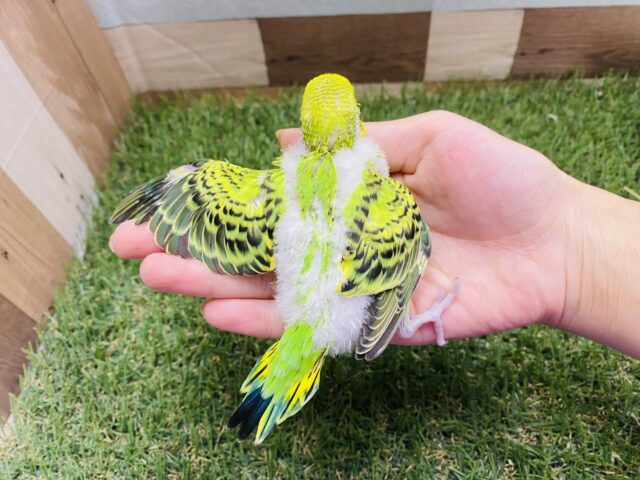 セキセイインコ