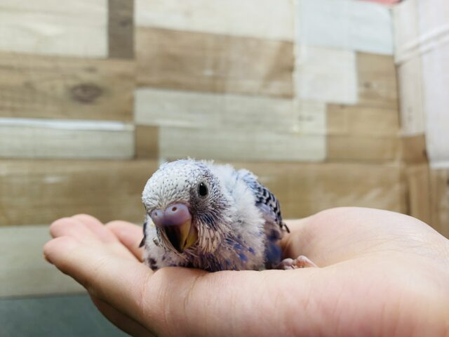 最新画像有り💕ヒナ餌卒業‼️チラッとカメラ目線が得意です✨ヒナヒナのセキセイインコオパーリン! セキセイインコ