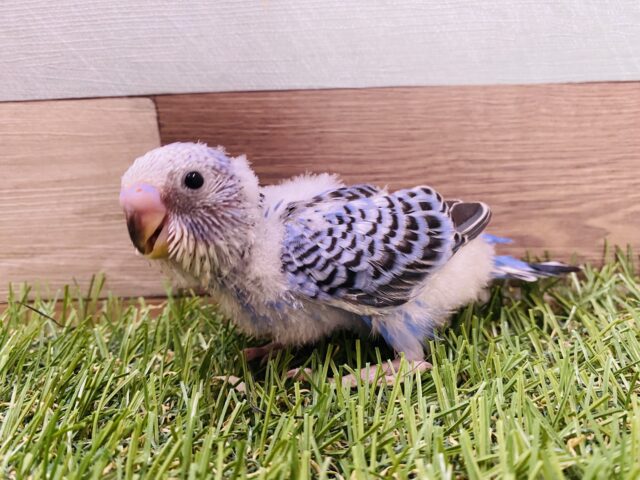 最新画像有り💕ヒナ餌卒業‼️チラッとカメラ目線が得意です✨ヒナヒナのセキセイインコオパーリン! セキセイインコ
