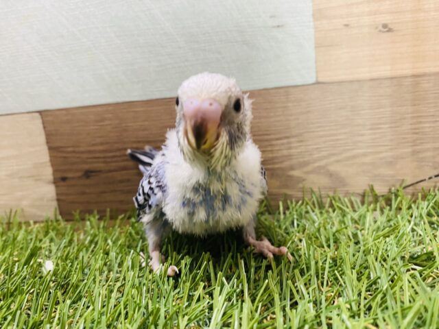 最新画像有り💕ヒナ餌卒業‼️チラッとカメラ目線が得意です✨ヒナヒナのセキセイインコオパーリン! セキセイインコ