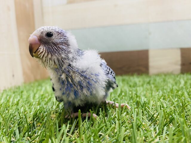 最新画像有り💕ヒナ餌卒業‼️チラッとカメラ目線が得意です✨ヒナヒナのセキセイインコオパーリン! セキセイインコ