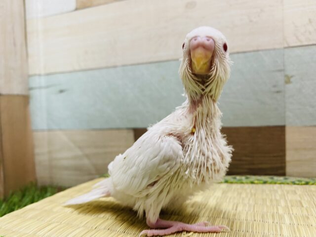 セキセイインコ