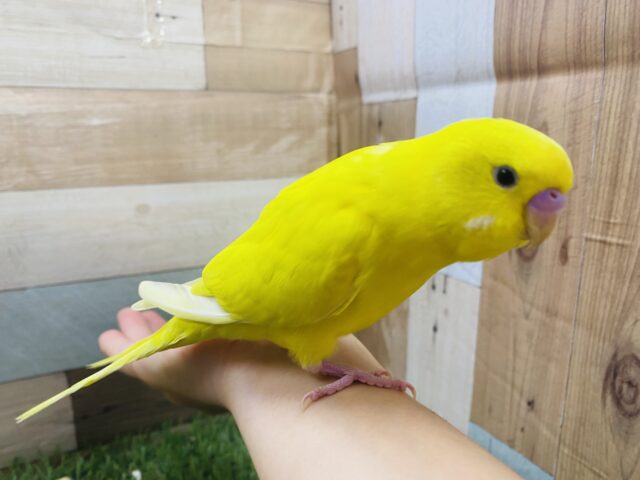 セキセイインコ