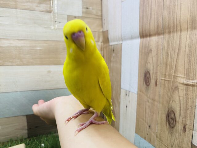 セキセイインコ