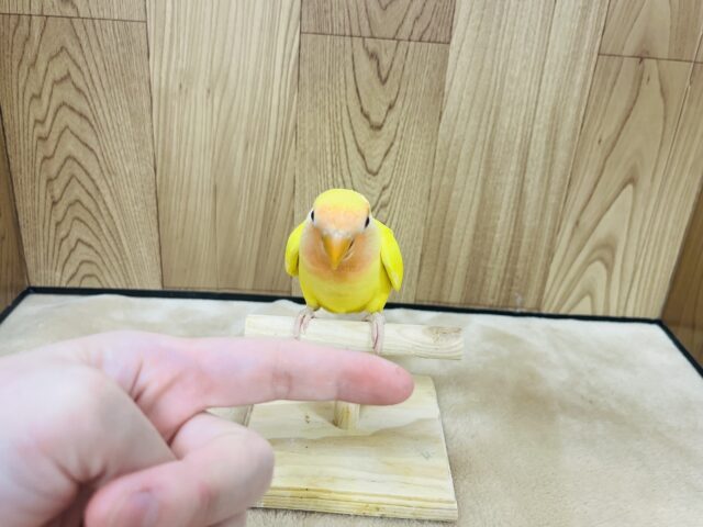 コザクラインコ（小桜インコ）