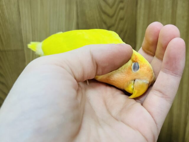 コザクラインコ（小桜インコ）