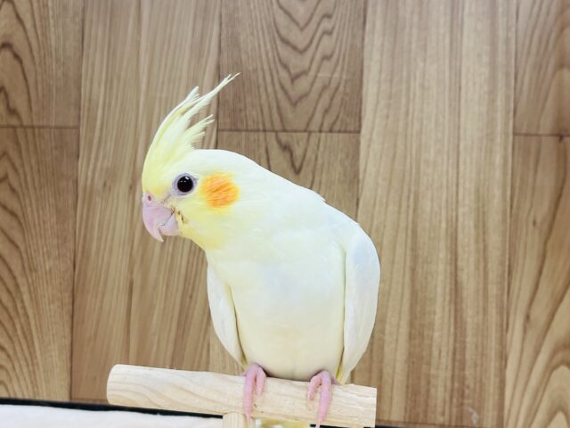 オカメインコ
