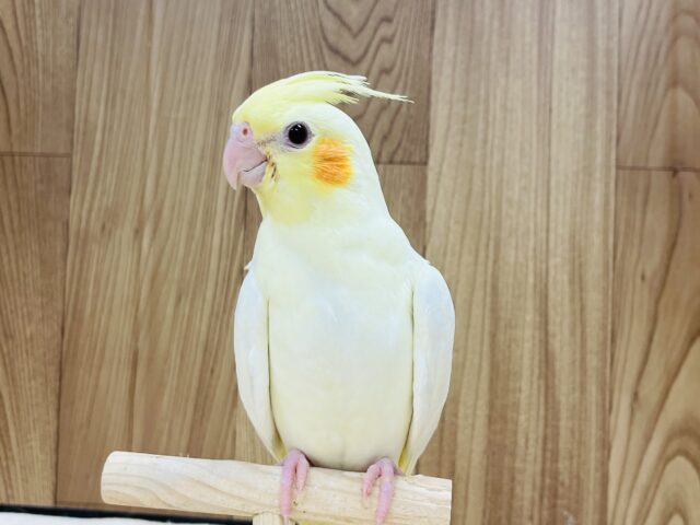 オカメインコ