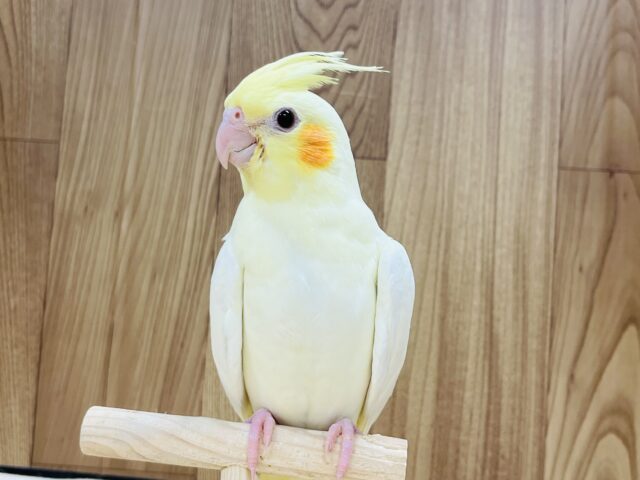 オカメインコ