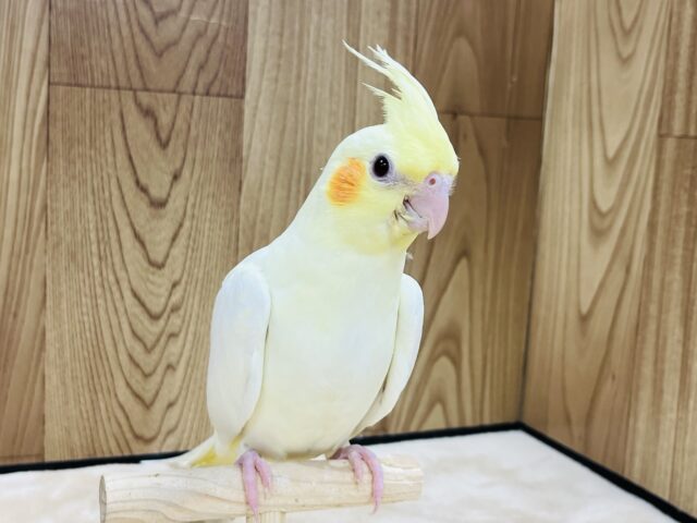 オカメインコ