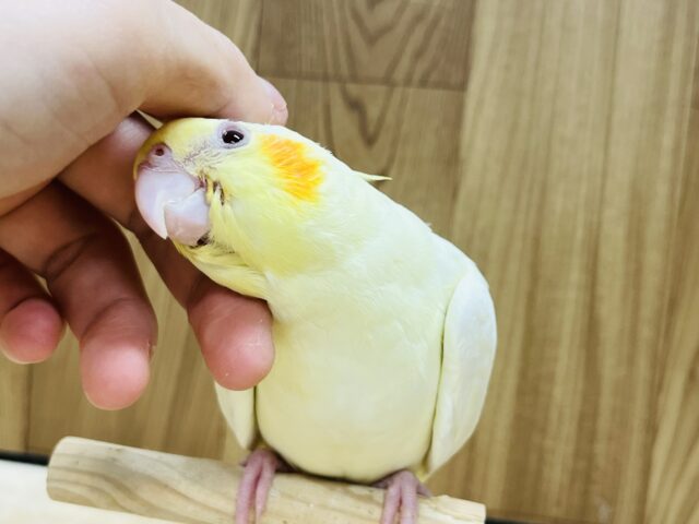 オカメインコ