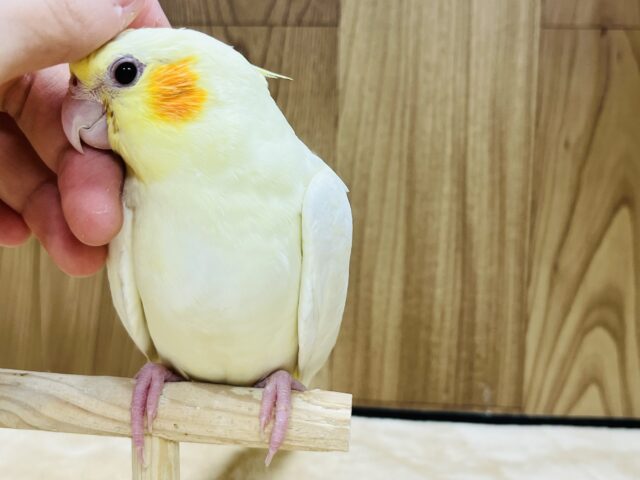 オカメインコ