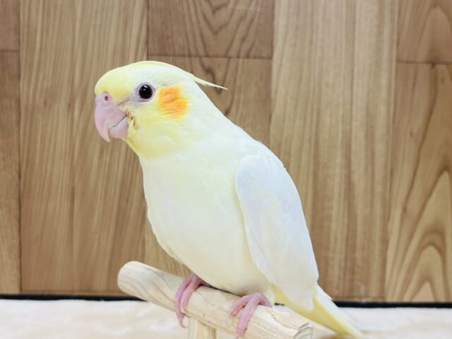 オカメインコ