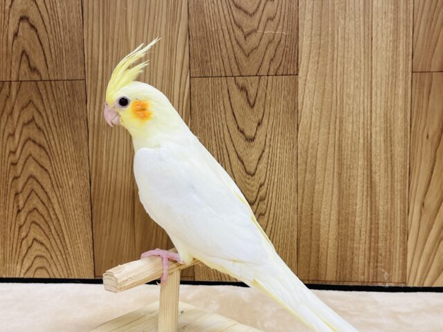 オカメインコ
