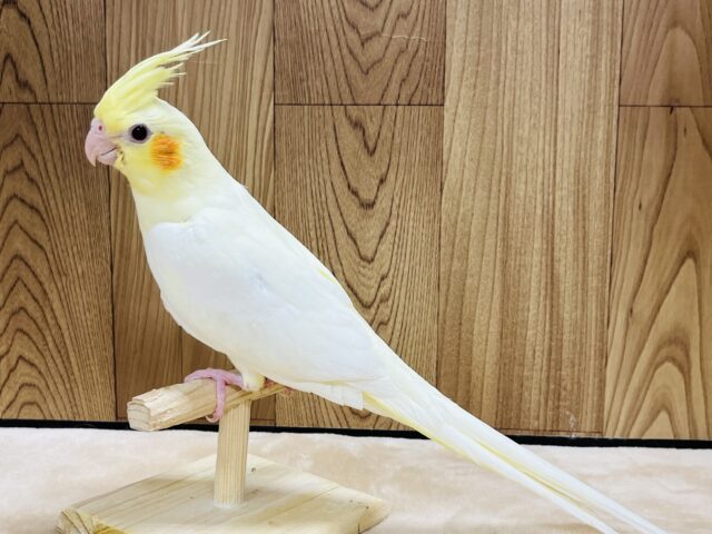 オカメインコ