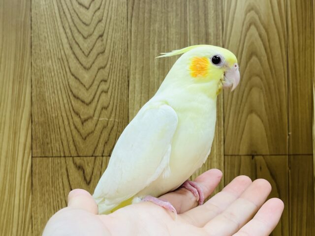 オカメインコ