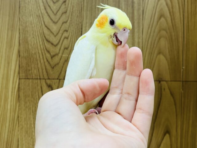 オカメインコ