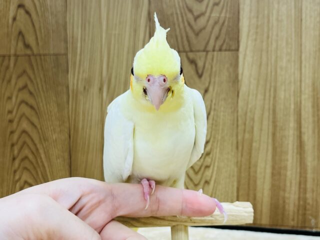 オカメインコ