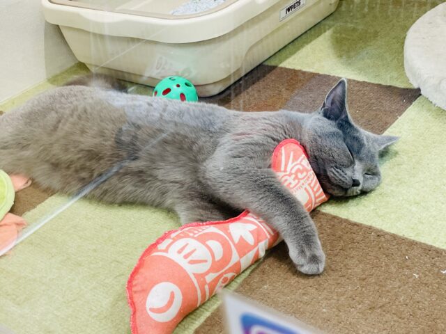 シャルトリュー