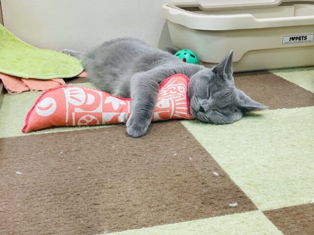 シャルトリュー