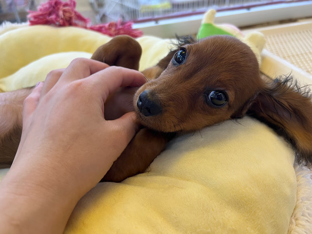 スタンダードダックス