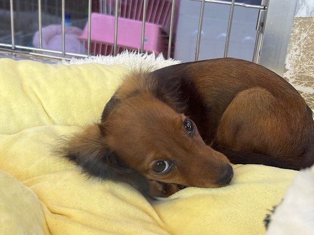 スタンダードダックス