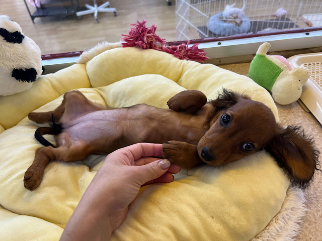 スタンダードダックス