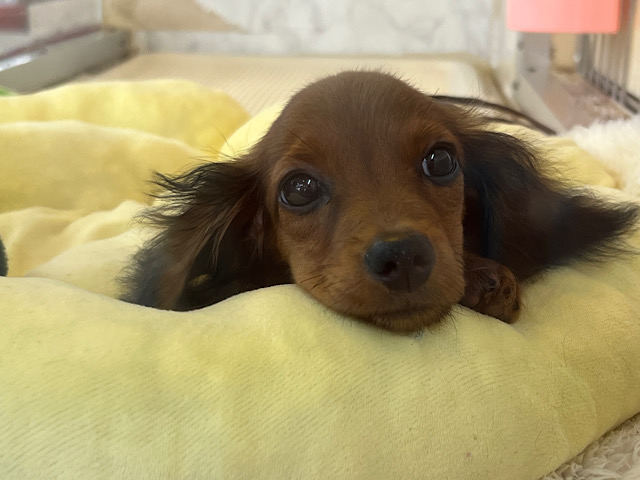 スタンダードダックス