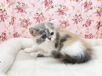 セルカークレックス