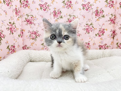 セルカークレックス