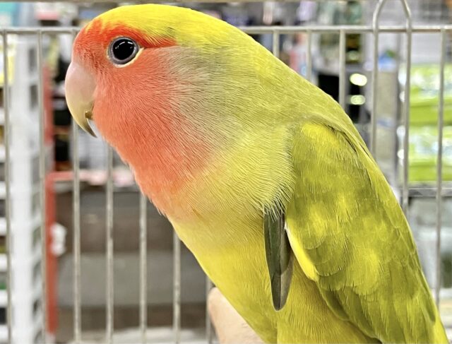 コザクラインコ（小桜インコ）