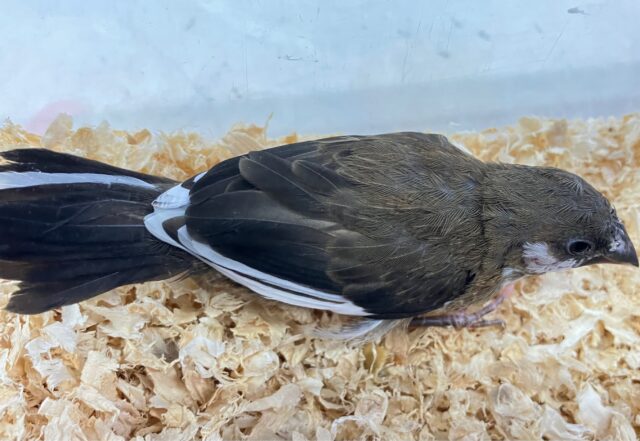 十姉妹（ジュウシマツ）