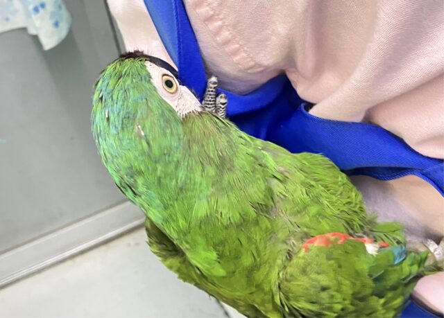 ヒメコンゴウインコ