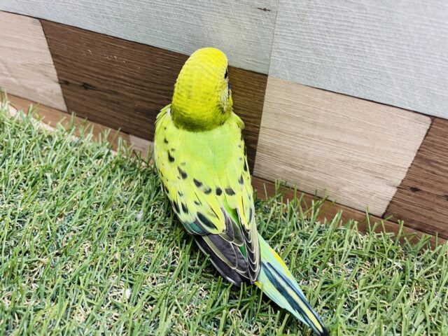 最新画像あります☆模様が少なくとっても可愛いライムちゃん💕セキセイインコのオパーリン! セキセイインコ