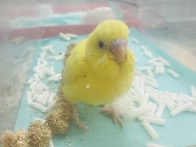 セキセイインコ