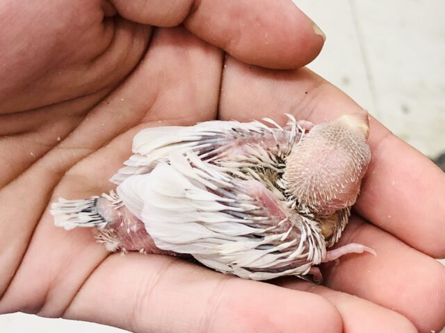 シルバーイノ文鳥