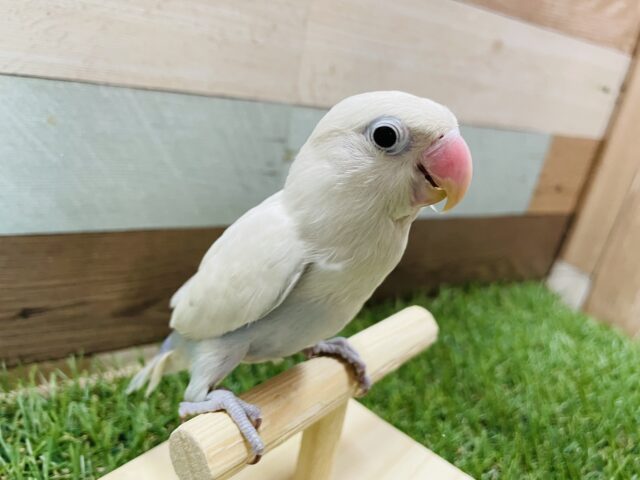 シロボタンインコ