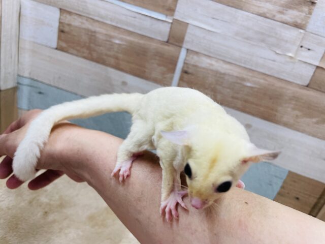 フクロモモンガ