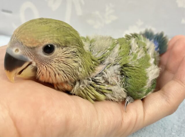 コザクラインコ（小桜インコ）