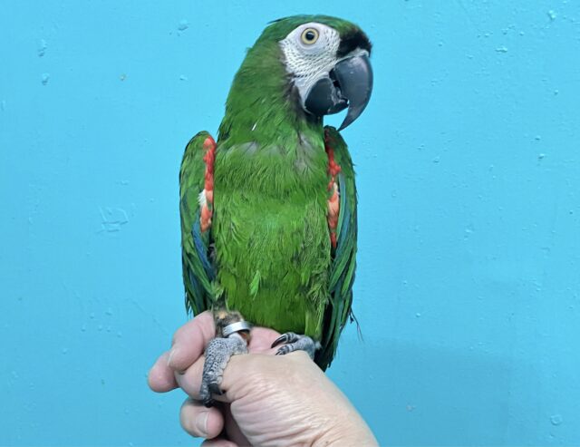 ヒメコンゴウインコ