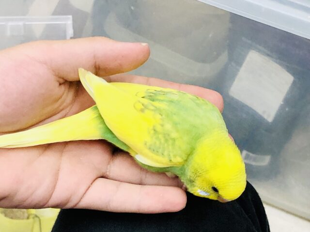 セキセイインコ