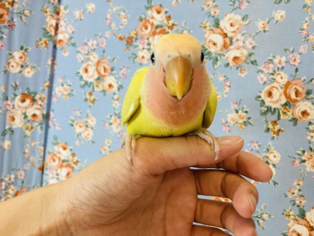 コザクラインコ（小桜インコ）