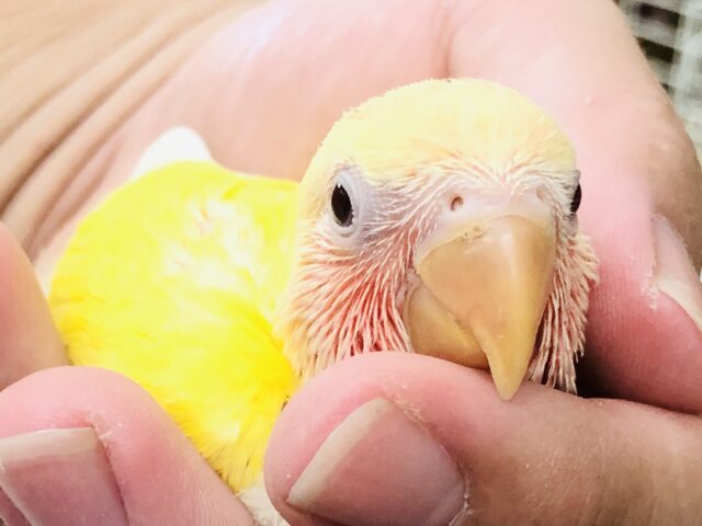 コザクラインコ（小桜インコ）