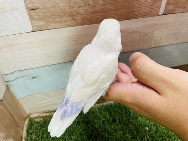 シロボタンインコ